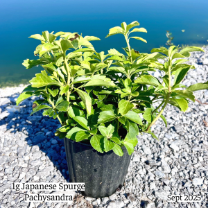 September 2025 1g Japanese Spurge Pachysandra Single Website